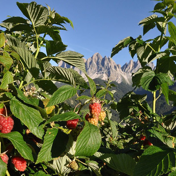 felthunderhof-villnoess-freitzspass-aktiv-sommer.jpg-3