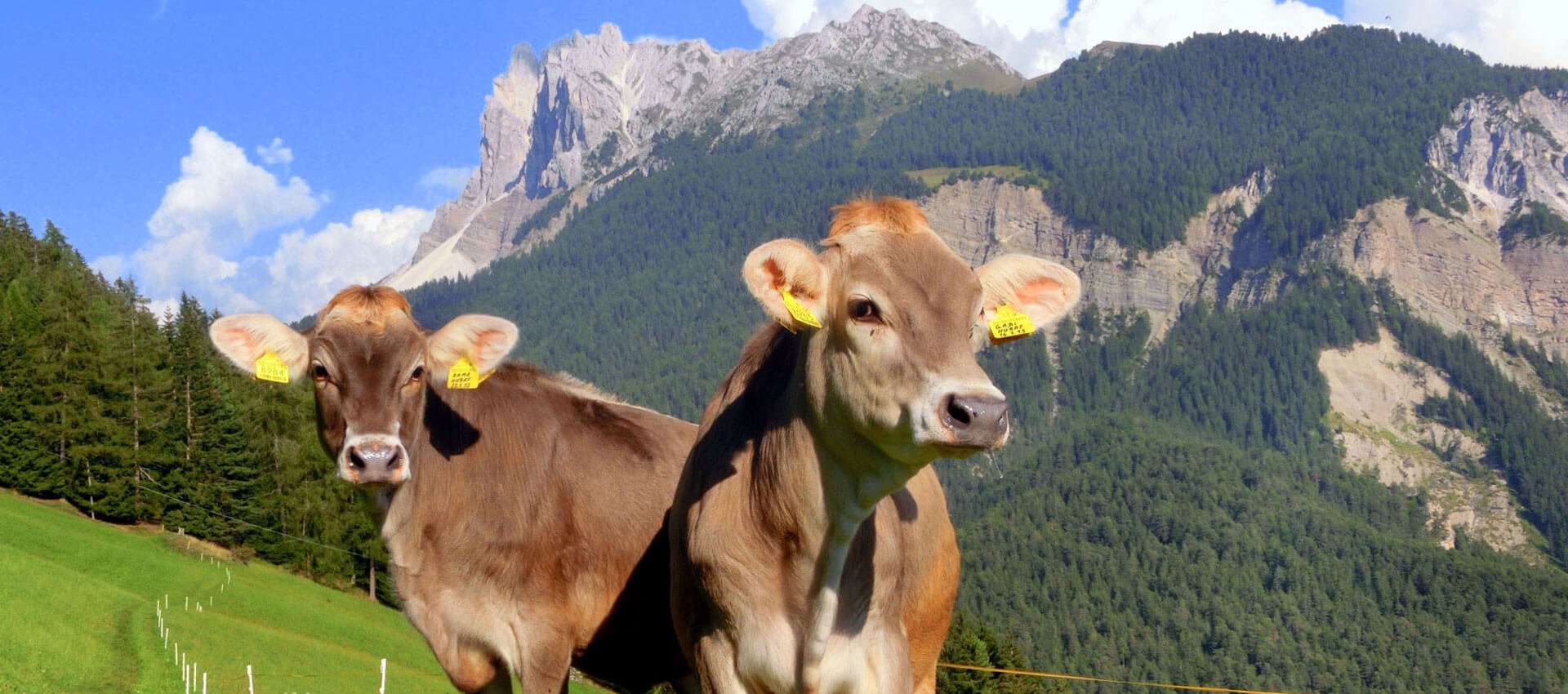 hofeigene-produkte-bauernhofurlaub-suedtirol