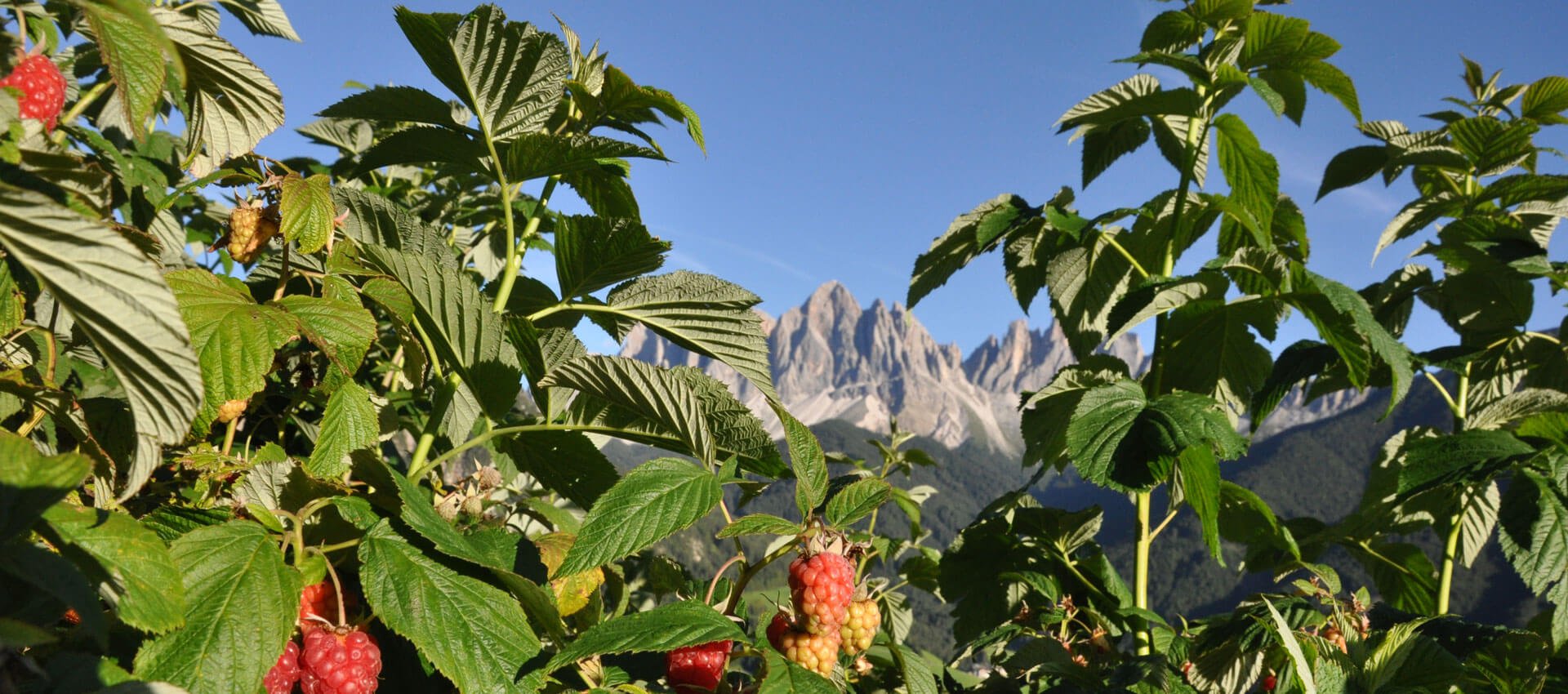 hofeigene-produkte-suedtirol